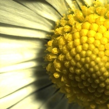 Mała stokrotka z bliska